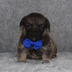 Juggi Puppy For Sale – French Fry, Male – Deposit Only