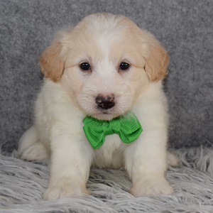Eskipoo Puppy For Sale – Dalton, Male – Deposit Only