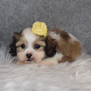 Shichon Puppy For Sale – Lovie, Female – Deposit Only