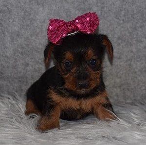 Yorkie Puppy For Sale – Ebony, Female – Deposit Only