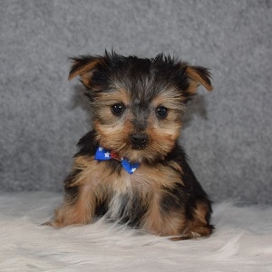 Yorkie Puppy For Sale – Gilligan, Male – Deposit Only