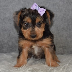 Yorkie Puppy For Sale – Pepper, Female – Deposit Only