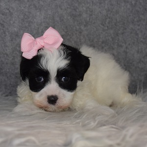 Havatese Puppy For Sale – Sylvia, Female – Deposit Only