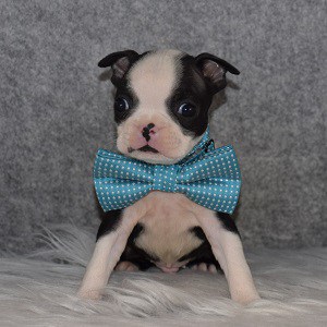 Boston Terrier Puppy For Sale – Jangle, Male – Deposit Only