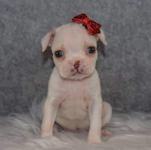 Boston Terrier Puppy For Sale – Jingle, Female – Deposit Only