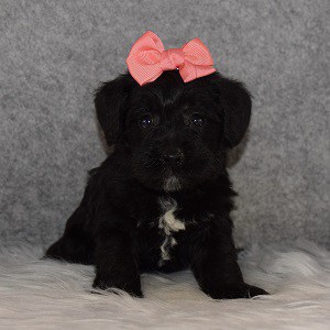 Schnoodle Puppy For Sale – Pepper, Female – Deposit Only