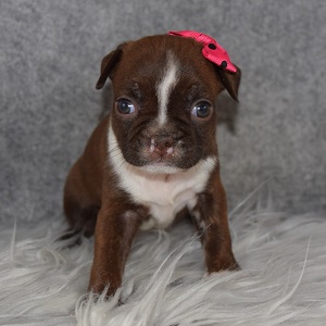 BoJug Puppy For Sale – Tibble, Female – Deposit Only