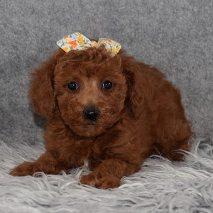 Poodle Puppy For Sale – Adeline, Female – Deposit Only