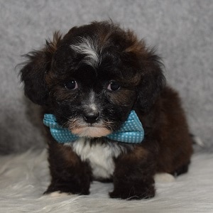 Teddypoo Puppy For Sale – Burgundy, Male – Deposit Only