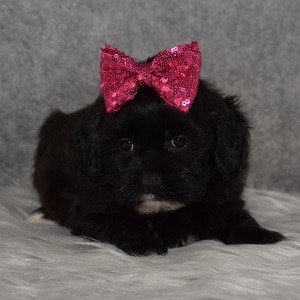 Teddypoo Puppy For Sale – Charity, Female – Deposit Only