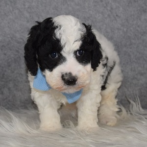 Poodle Puppy For Sale – Dandy, Male – Deposit Only