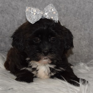 Teddypoo Puppy For Sale – Honor, Female – Deposit Only