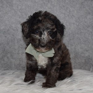 Poodle Puppy For Sale – Jelly Bean, Male – Deposit Only