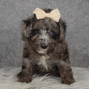 Poodle Puppy For Sale – Lollipop, Female – Deposit Only