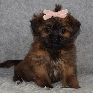 Teddypoo Puppy For Sale – Magenta, Female – Deposit Only