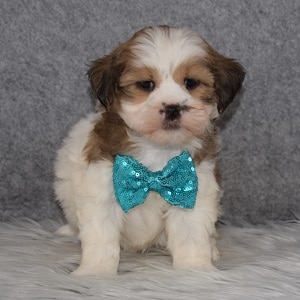 Teddypoo Puppy For Sale – Patience, Female – Deposit Only