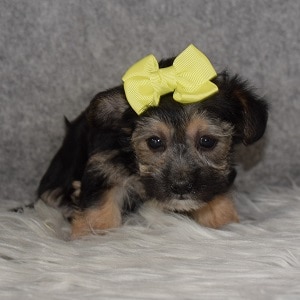 Yorkie-Ton Puppy For Sale – Shayla, Female – Deposit Only