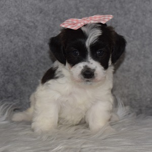 Jacktese Puppy For Sale – Fawn, Female – Deposit Only