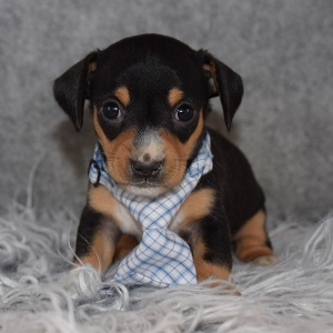 Chiweenie Puppy For Sale – Burrito, Male – Deposit Only
