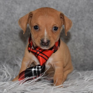 Chiweenie Puppy For Sale – Nacho, Male – Deposit Only