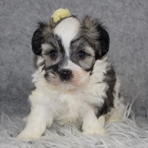 Havanese Puppy For Sale – Thyme, Female – Deposit Only