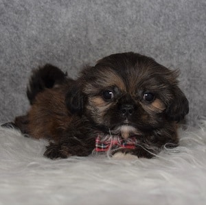 Shih Tzu Puppy For Sale – Cannoli, Male – Deposit Only