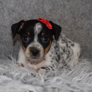 Chiweenie Puppy For Sale – Fajita, Female – Deposit Only