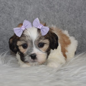Havachon Puppy For Sale – Cookie, Female – Deposit Only