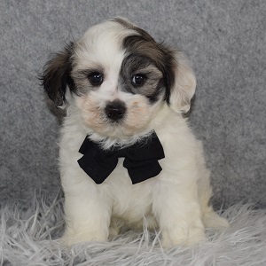 Havachon Puppy For Sale – Serrano, Male – Deposit Only