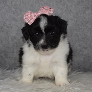 Pom-Coton Puppy For Sale – Love, Female – Deposit Only