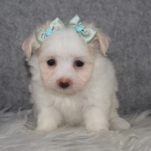 Pom-Coton Puppy For Sale – Patience, Female – Deposit Only