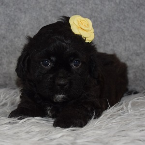 CavaTzupoo Puppy For Sale – Trina, Female – Deposit Only