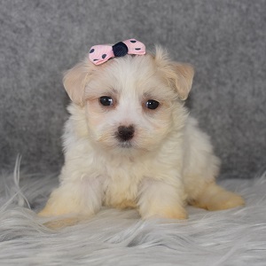 Maltese Puppy For Sale – Zola, Female – Deposit Only