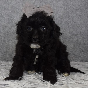 Shihpoo Puppy For Sale – Tot, Female – Deposit Only