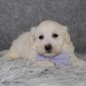 Maltichonpoo Puppy For Sale – Cub, Male – Deposit Only
