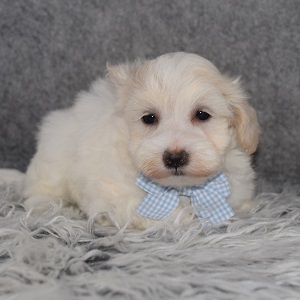 Maltichonpoo Puppy For Sale – Kit, Male – Deposit Only