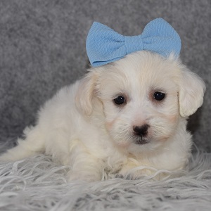 Maltichonpoo Puppy For Sale – Lamb, Female – Deposit Only