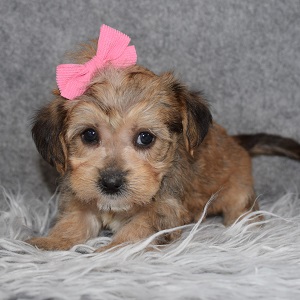 Shorkichon Puppy For Sale – Addie, Female – Deposit Only