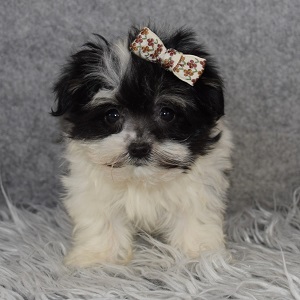 Havanese Puppy For Sale – Chive, Female – Deposit Only
