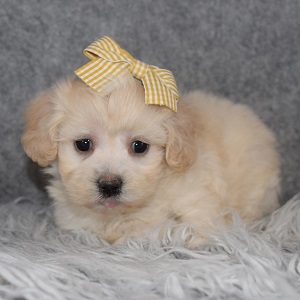 Mal Shipoo Puppy For Sale – Lisette, Female – Deposit Only