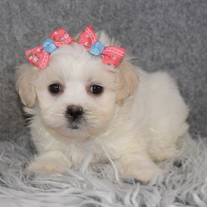 Mal Shipoo Puppy For Sale – Louisa, Female – Deposit Only