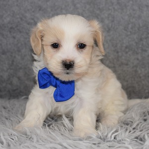Mal Shipoo Puppy For Sale – Lucas, Male – Deposit Only