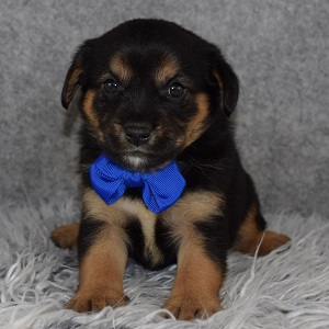 Shibalier Puppy For Sale – Thor, Male – Deposit Only